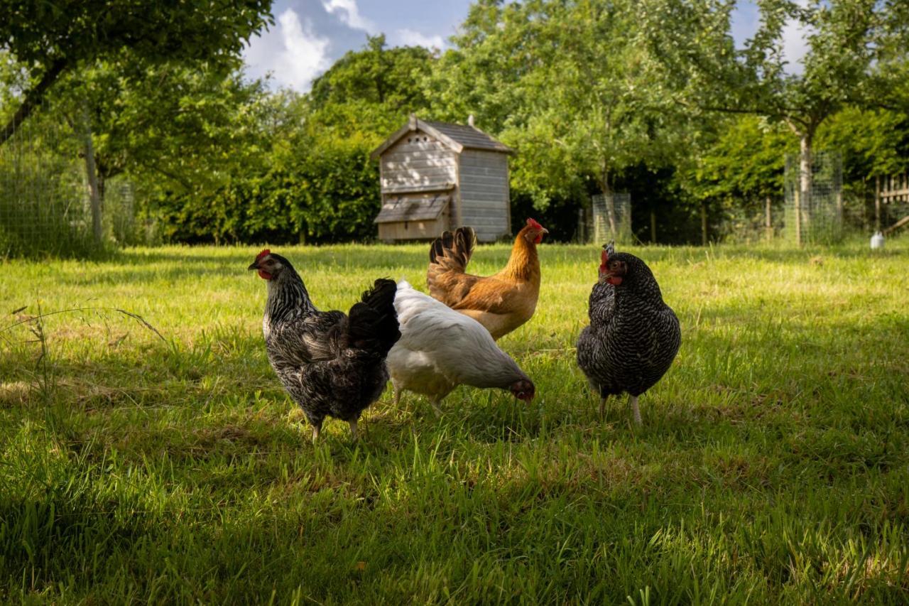 Gutchpool Farm Bed & Breakfast Gillingham  Dış mekan fotoğraf