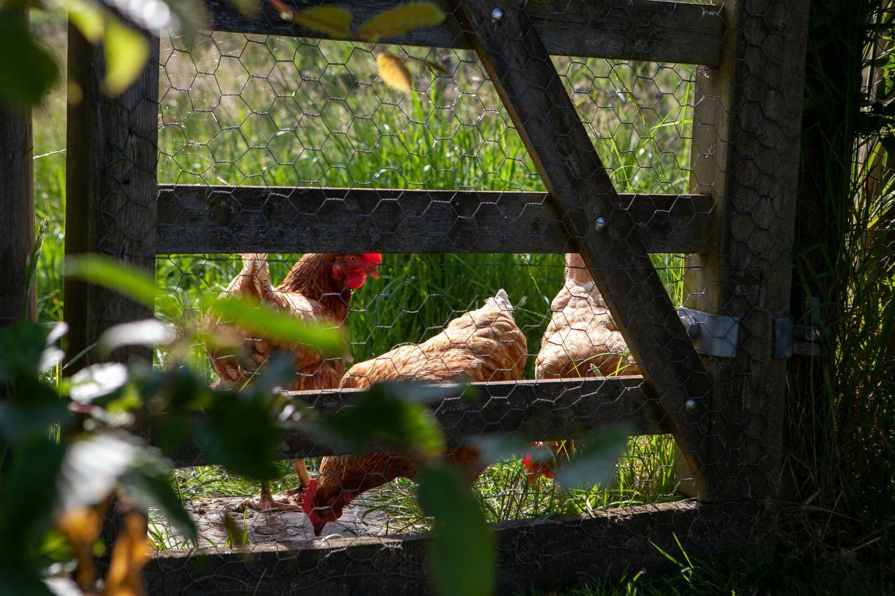 Gutchpool Farm Bed & Breakfast Gillingham  Dış mekan fotoğraf